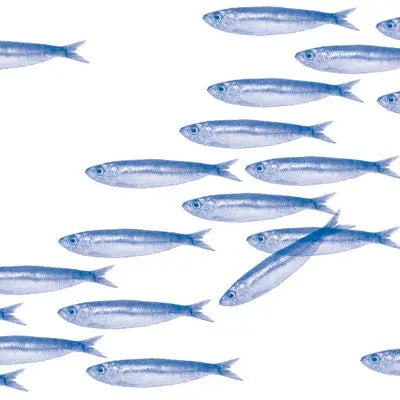 Grande Serviette en Intissé Sardine - 40 x 40 cm
