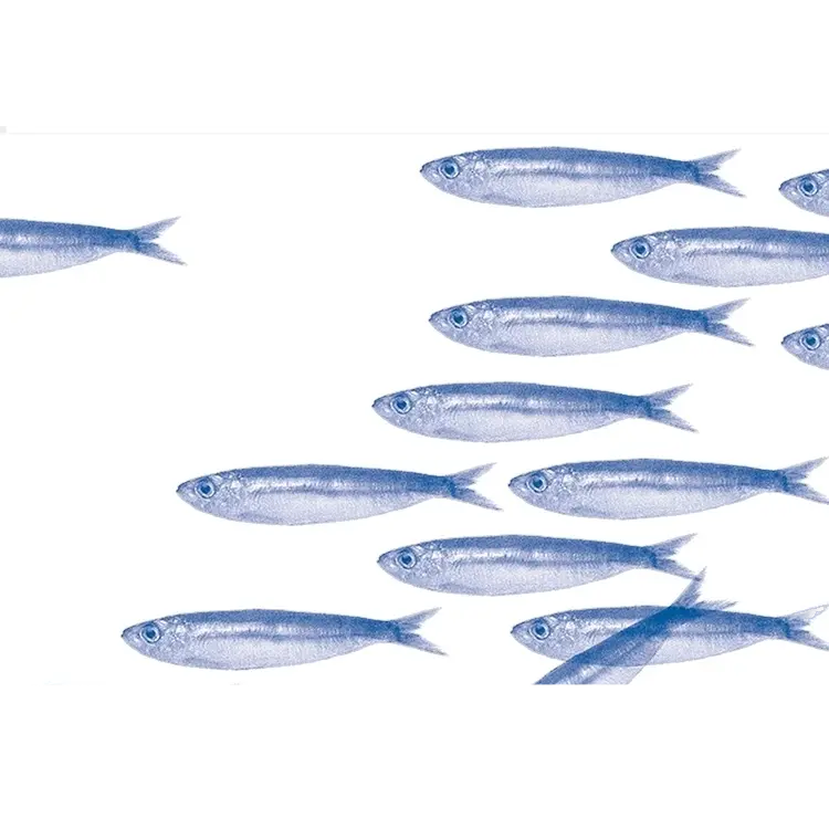 Set de Table en Intissé Motif Sardine Bleue