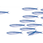 Set de Table en Intissé Motif Sardine Bleue